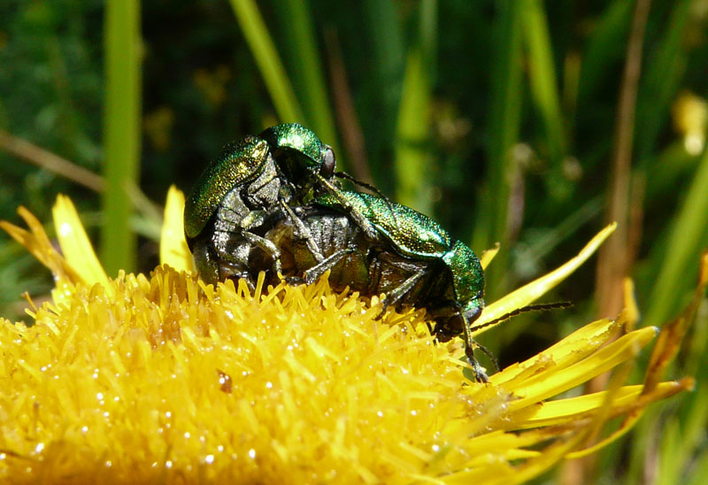 Quale Cryptocephalus?